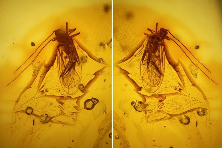 Detailed Fossil Barklouse (Psocoptera) In Baltic Amber #139061
